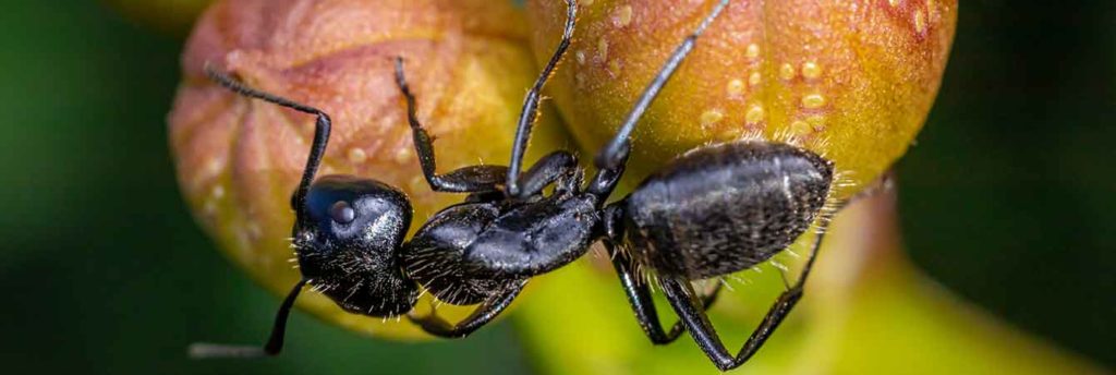 Top Non-Toxic Tips to Get Rid of Carpenter Ants