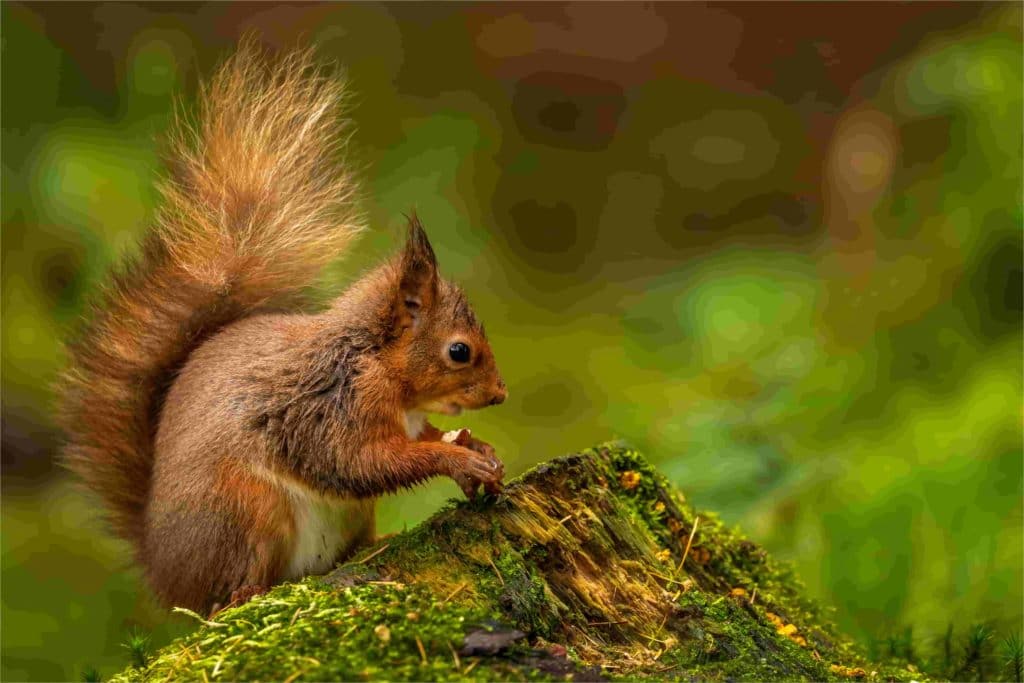 4 ways to keep squirrels off your bird feeders