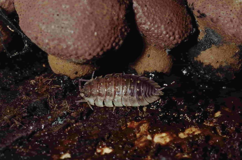 5 natural ways to fight eliminate pillbug infestation in toronto