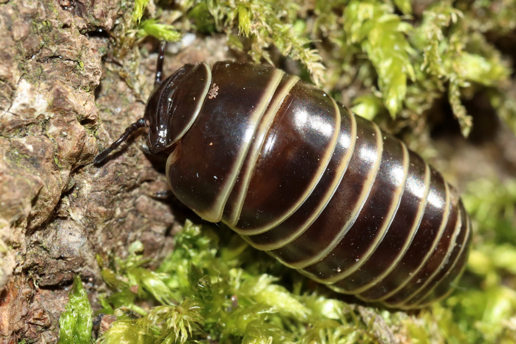 how to get rid of pillbugs in toronto