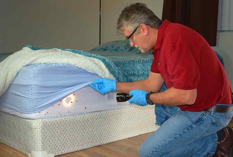 bed bug removal mississauga 06