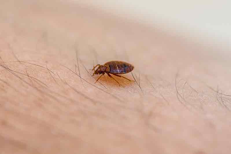 bed bug removal mississauga 11