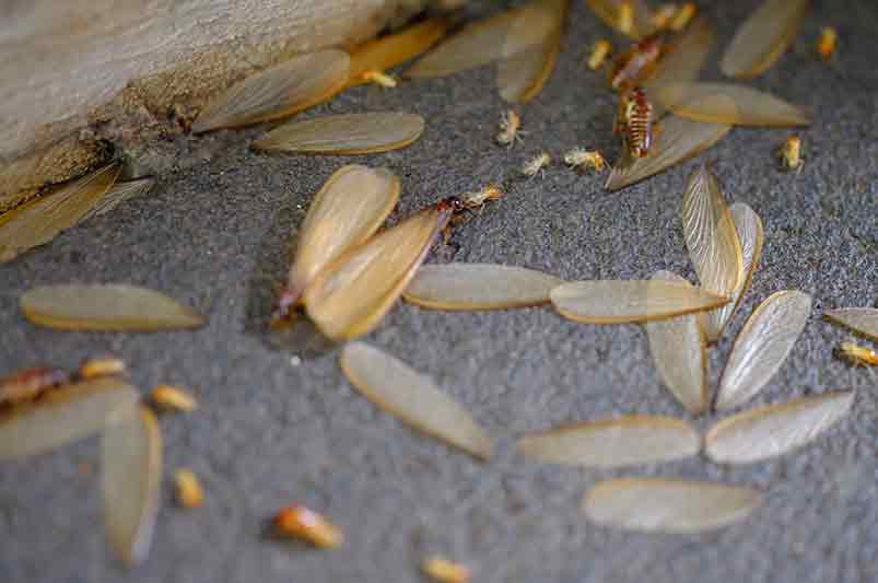 termite control mississauga