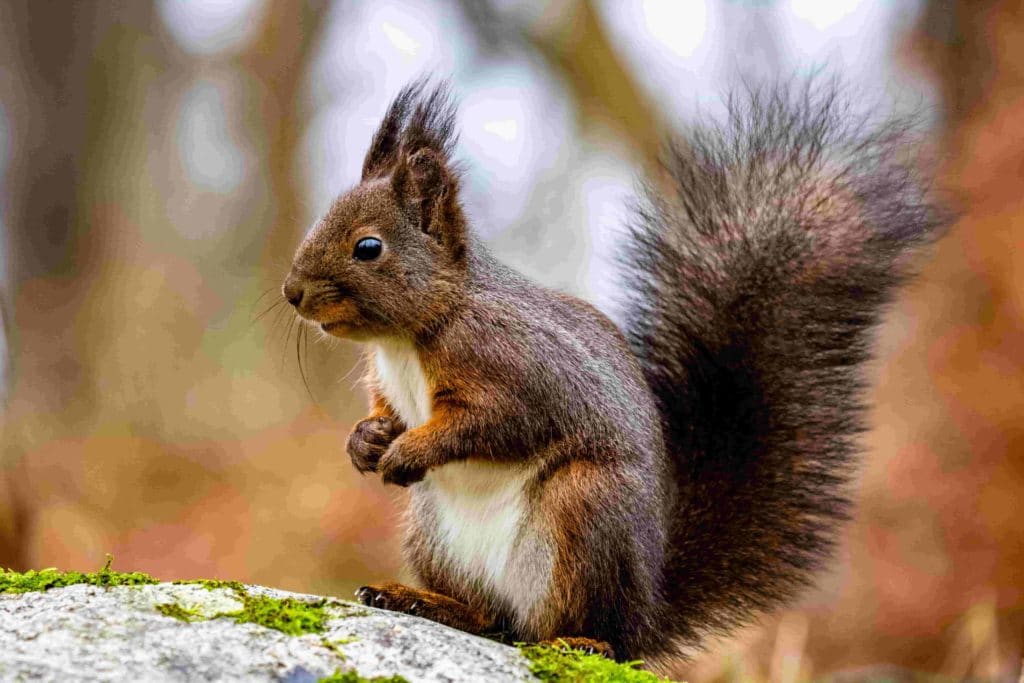 what smell keeps away squirrels