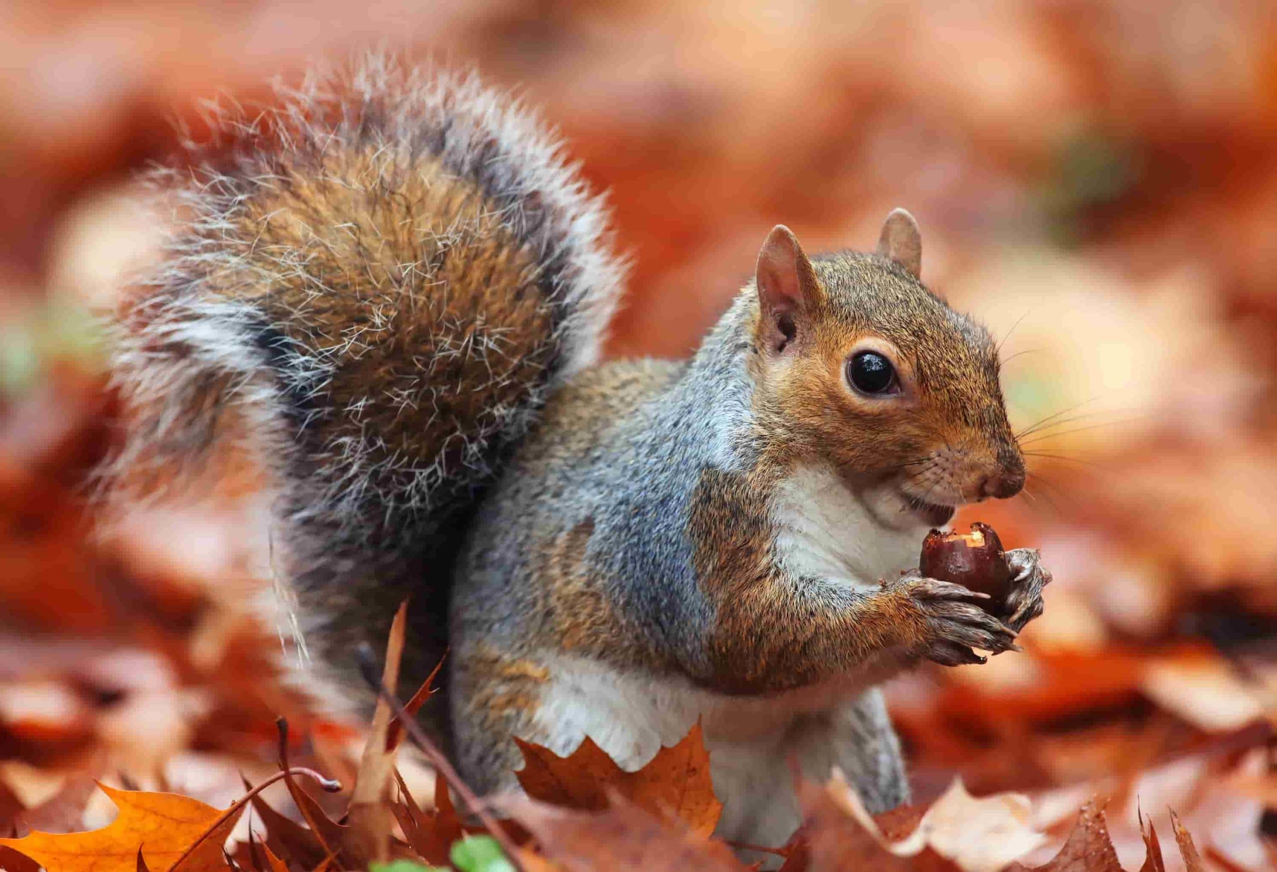 Why Does Toronto Have So Many Squirrels? Pest Control Toronto Pesticon