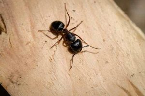 carpenter ants vaughan