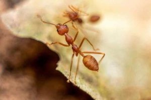 fire ants removal vaughan