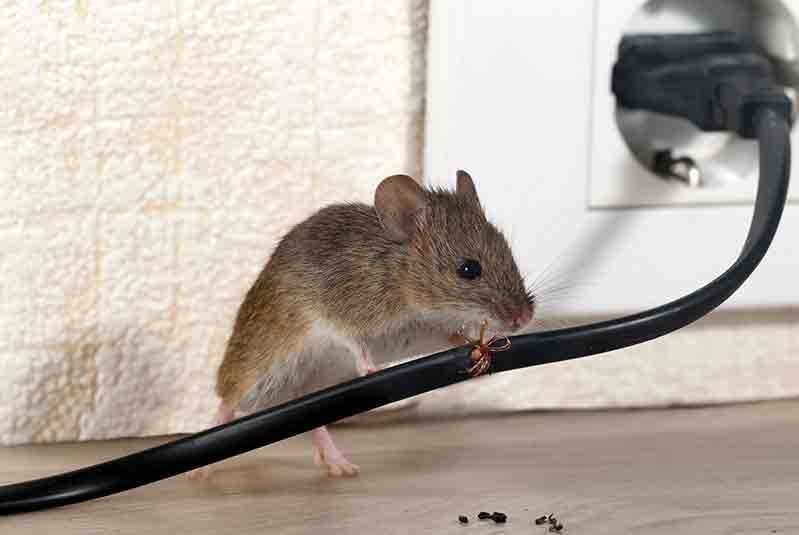 mice control brampton 06