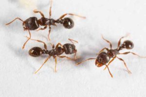 pavement ant removal vaughan