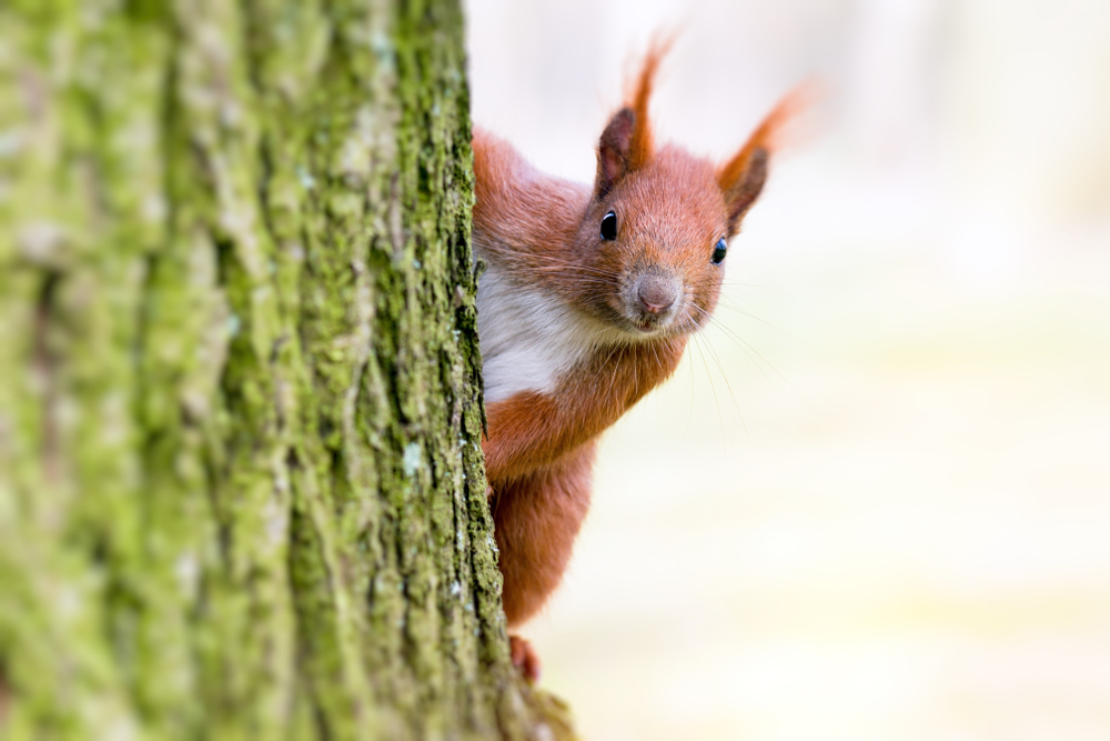 3 Signs You Have Squirrels in your Home