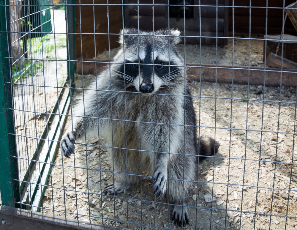 What Are The Signs Of Raccoons In The Attic Of Your House in Toronto?