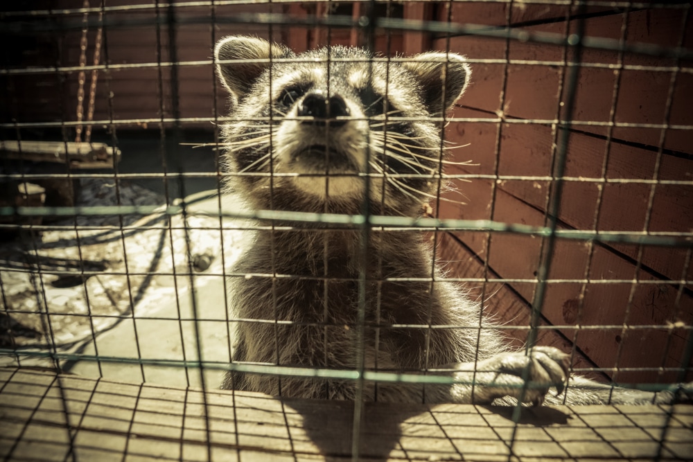 How to Remove Raccoons From The Attic of Your House in Toronto?