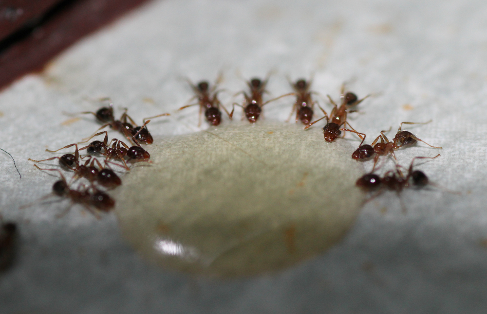 Ant Repellents or Ant Baits in Mississauga