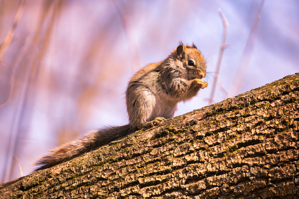 Can you kill squirrels in Toronto