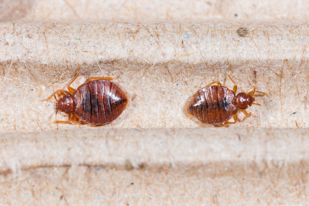 Bed Bug Habits To Identify and kill Them in Toronto