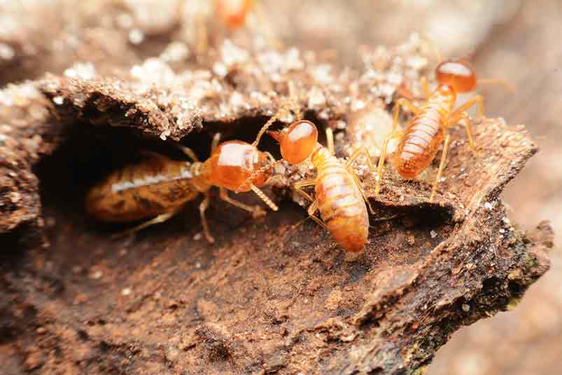 termite control brampton 04