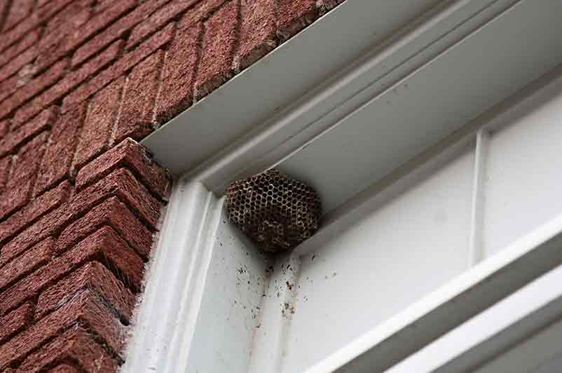 wasps nest removal brampton 03