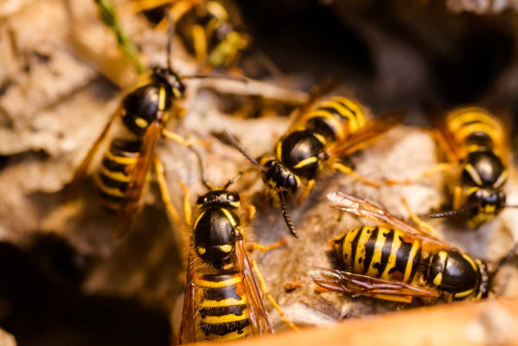 wasps nest removal Brampton
