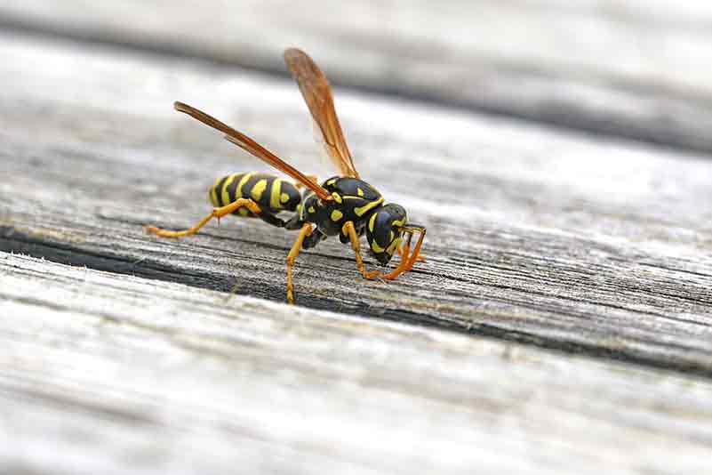 wasps nest removal vaughan 05