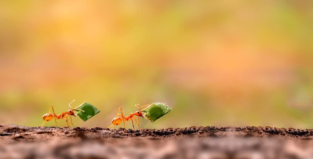 All You Need To Know About What Types of Ants are Common in Brampton?