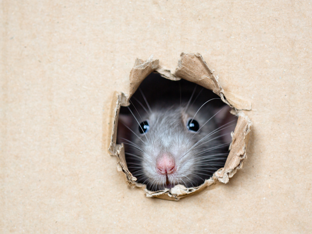 How To Keep Rodents Away From Your House in Brampton?