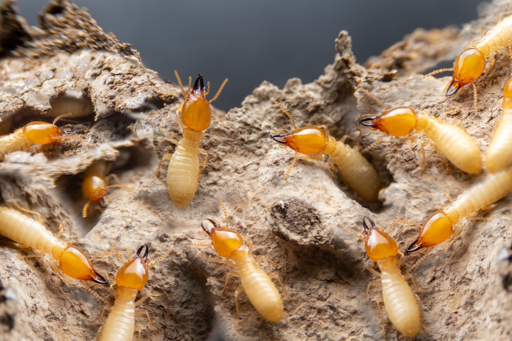 3 Things That Are Attracting Termites to Your Home in Guelph Pest