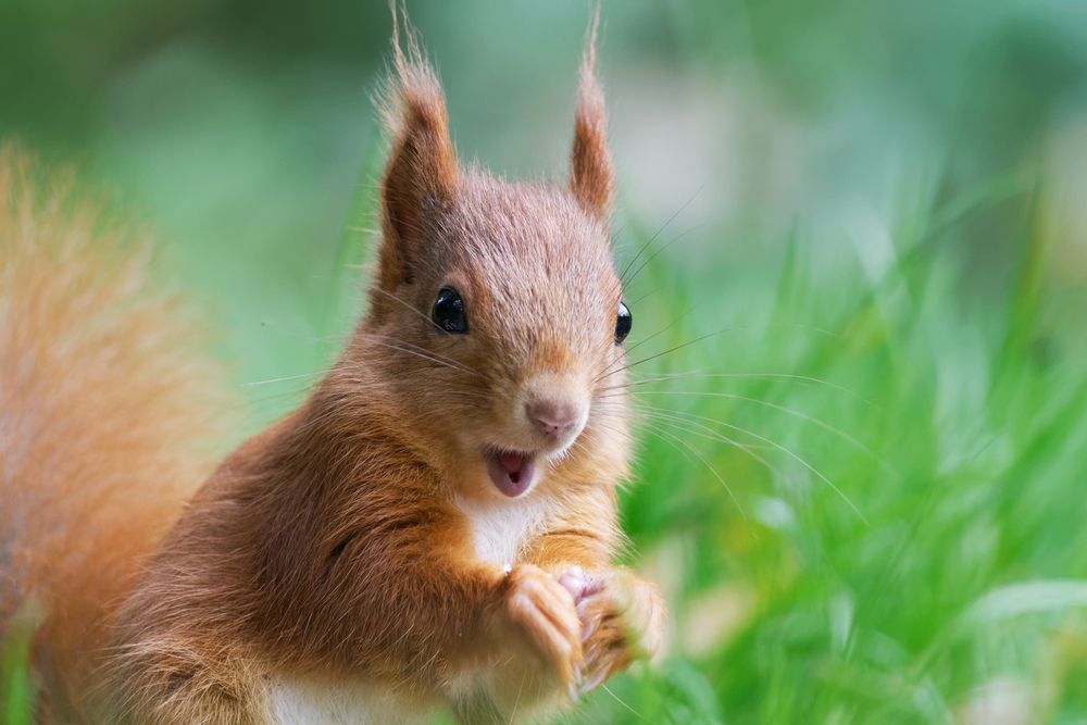 5 Surprising Facts About Squirrels