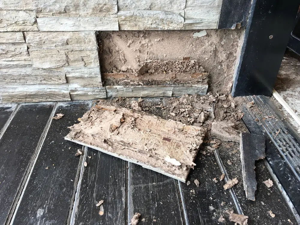How Quickly Can Termites Damage Your Home in Brampton?
