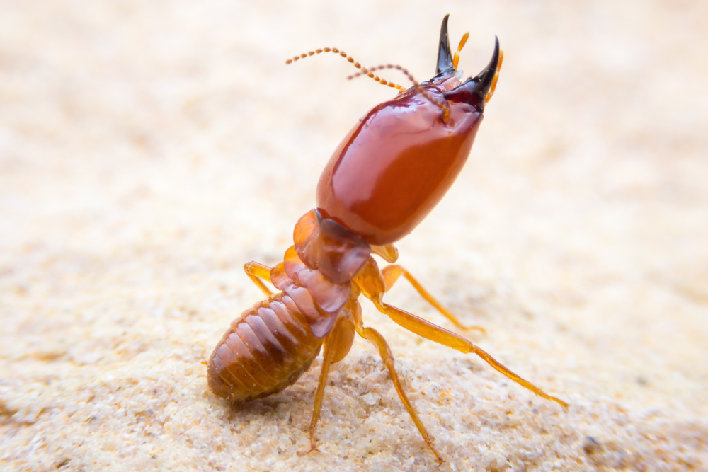 Attract Termites to Your Home in Brampton
