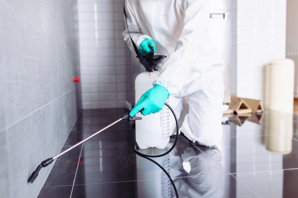 Commercial Pest Control in Brampton: What Should You Do?