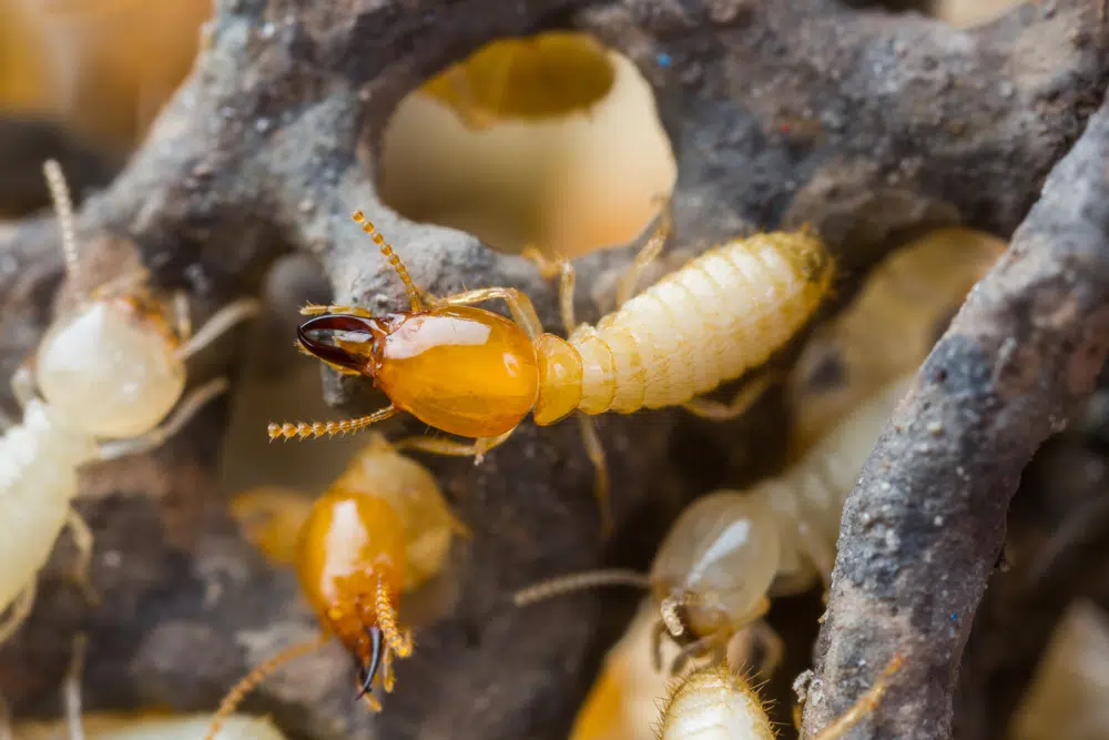 Can Termites Hurt Your Pets in Brampton?