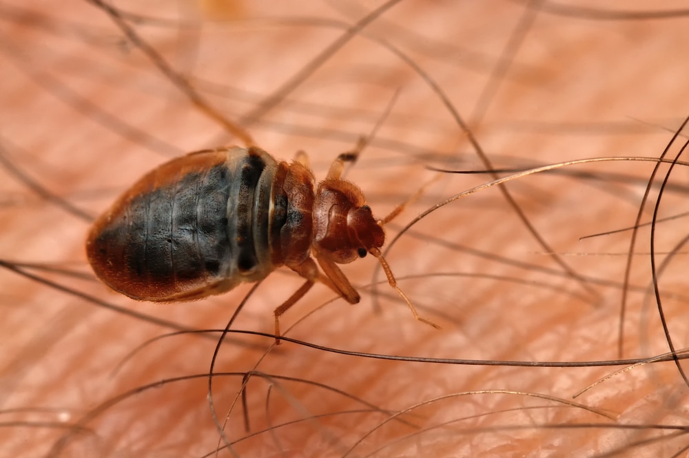 What Do Bed Bugs in Mississauga Hate?