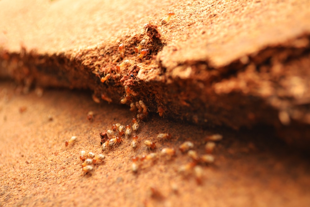 Are Termite Traps Safe and Effective?