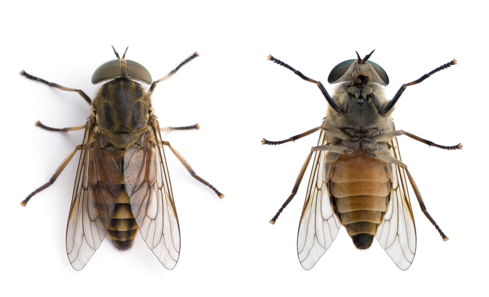 Prevent Flies