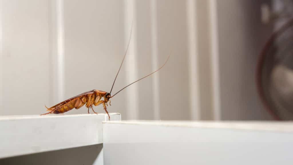 cockroaches why they're so hard to kill and how you can get rid of them