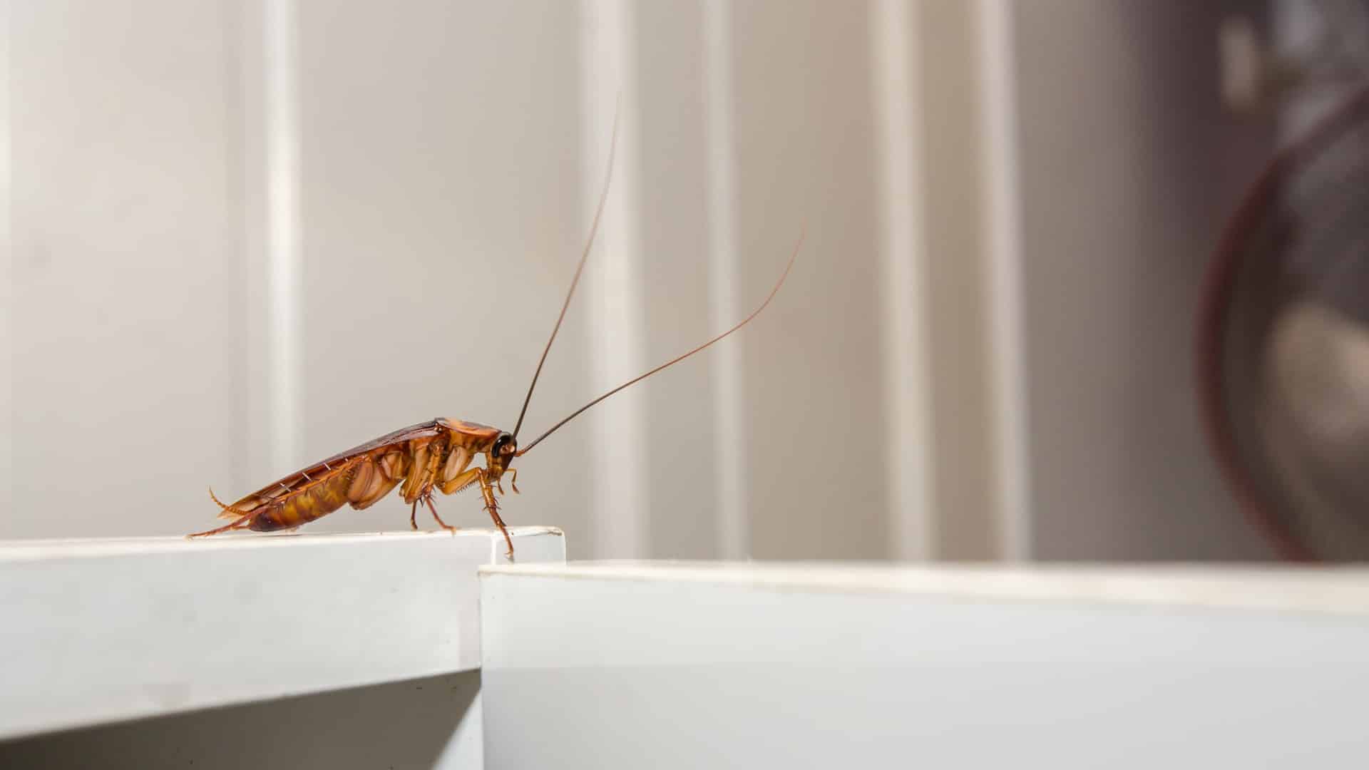 Cockroaches Why They