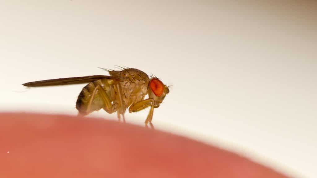 5 ways to deal with fruit flies effective solutions