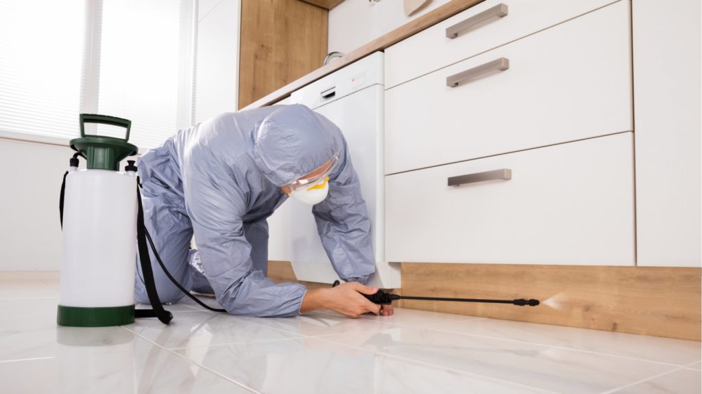 beginner's guide to finding pests in your house and in your facility
