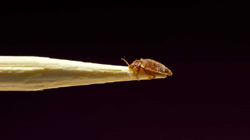 the top bed bug facts how to get rid of them for good !