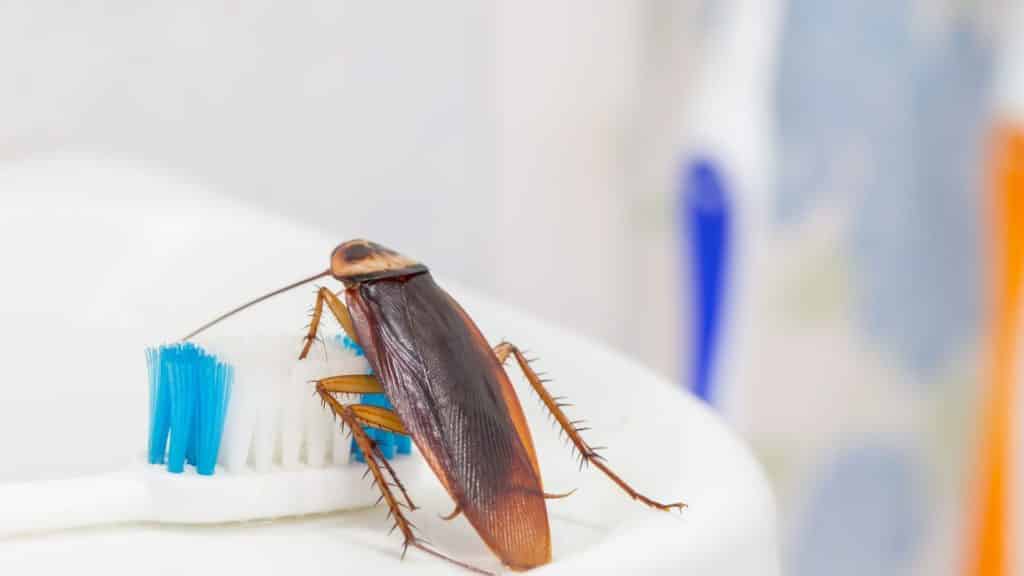 how can pests ruin work from home and what can you do about it in kitchener