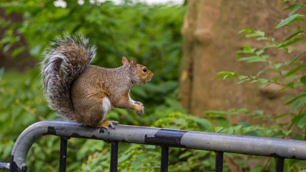 major signs you have squirrel problem around your house in toronto