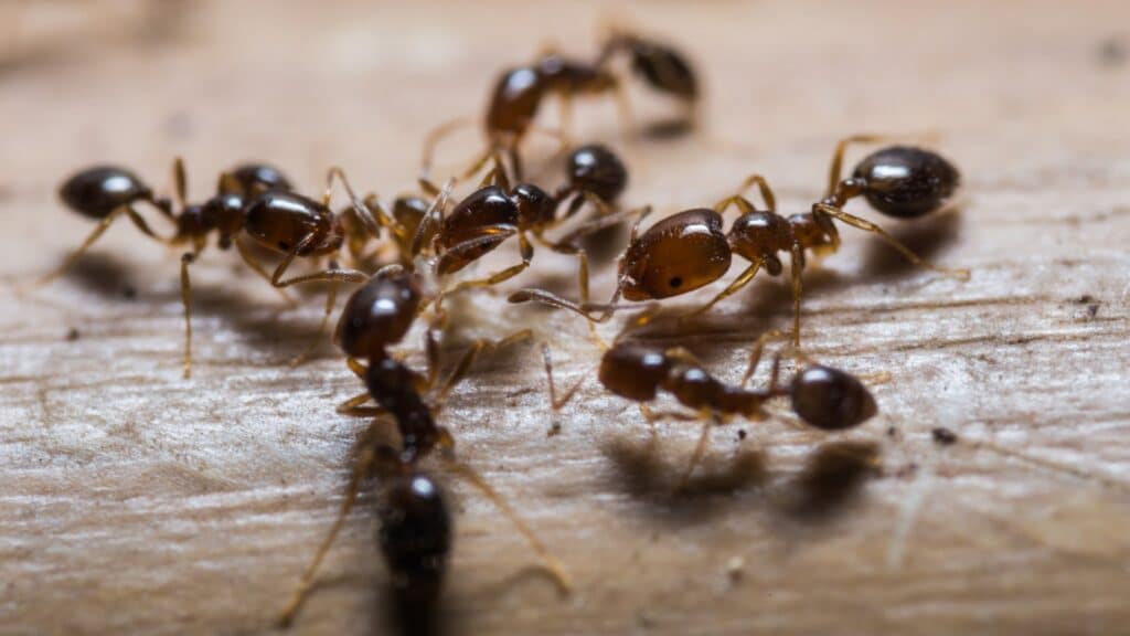 understand what type of ant infestation you have in mississauga