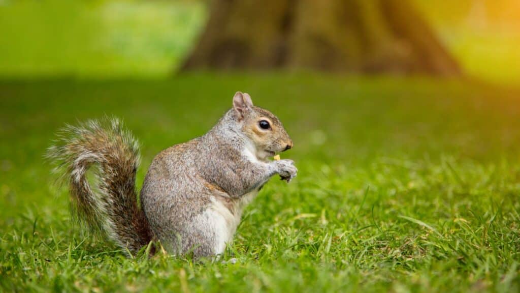 here is how to prevent squirrels and groundhogs from digging up your yard in kitchener