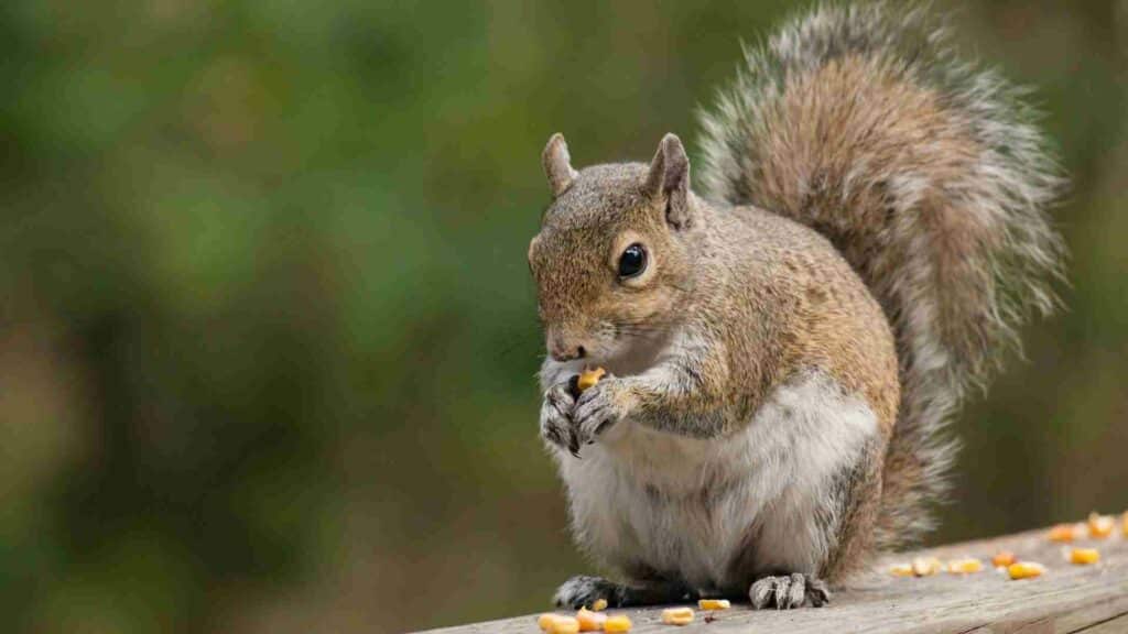 how do squirrels and chipmunks enter your homes in winter and what can you do about it