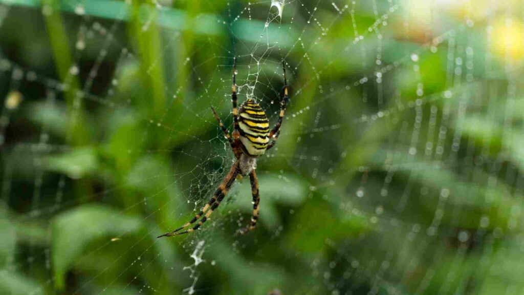 easy ways to get rid of spiders in kitchener