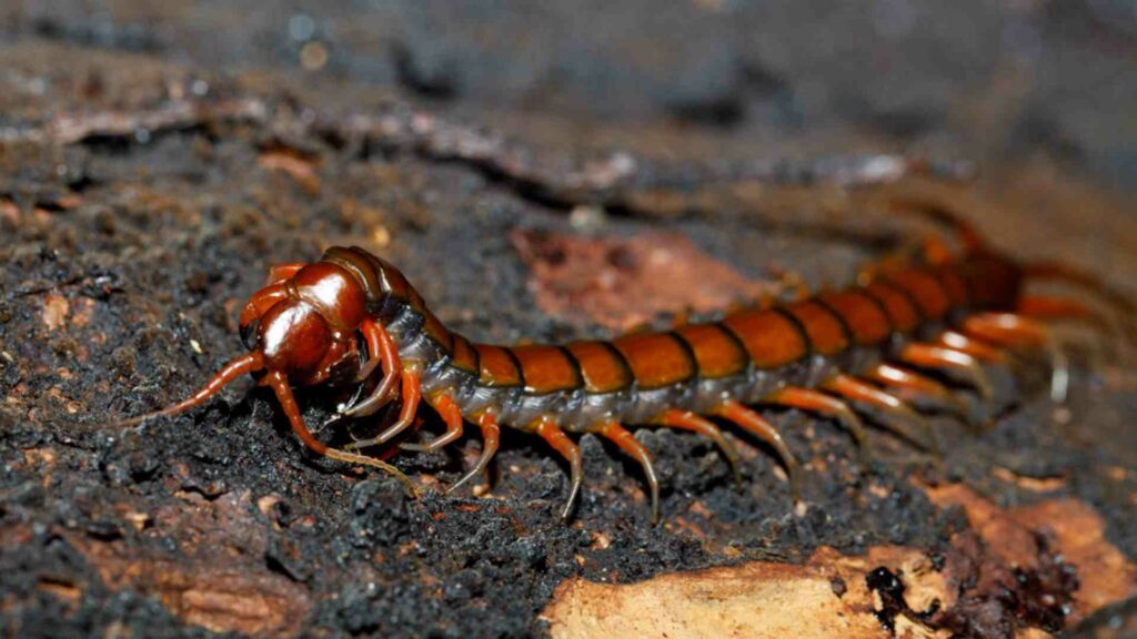 things you should know about centipedes in kitchener