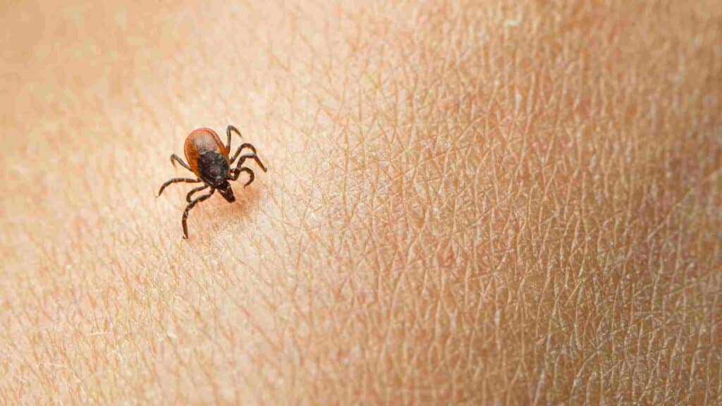 the dangers of ticks and lyme disease in guelph
