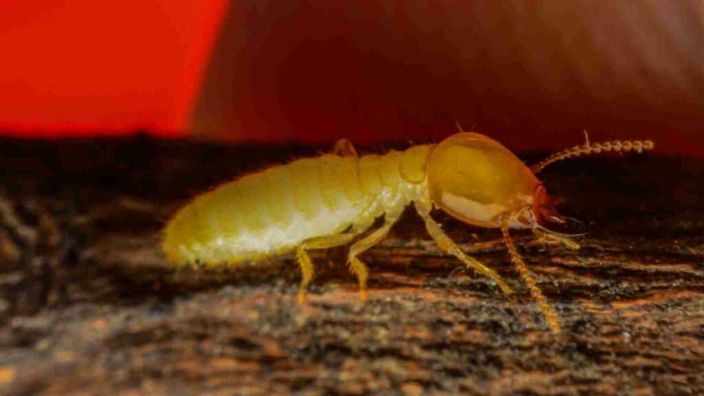 historical significance at risk protecting heritage buildings from termites