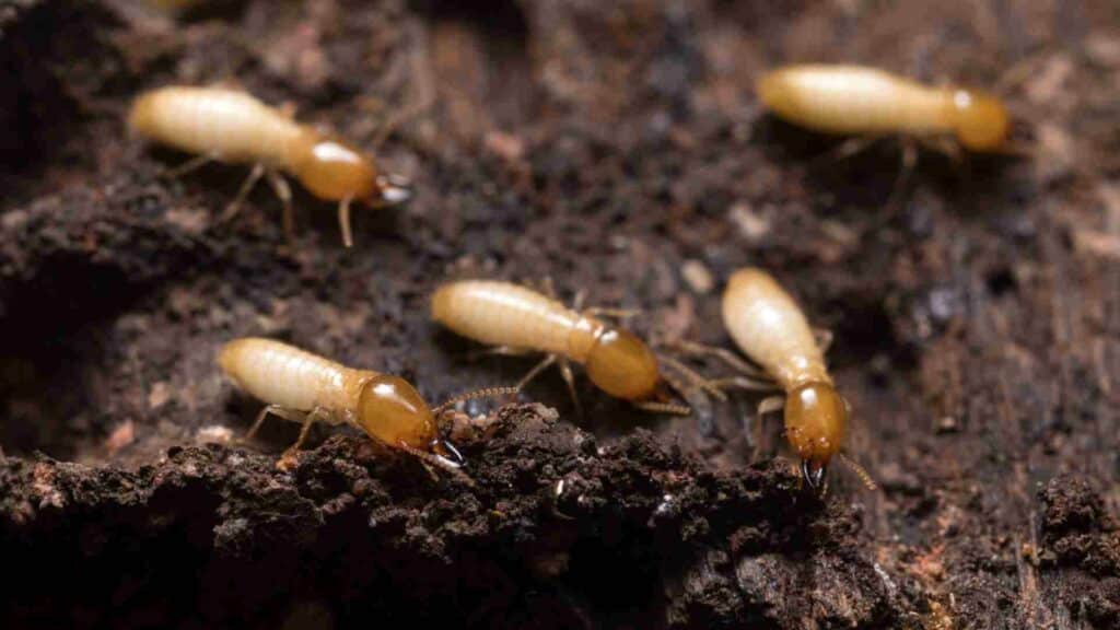 unique challenges of termite control in heritage structures