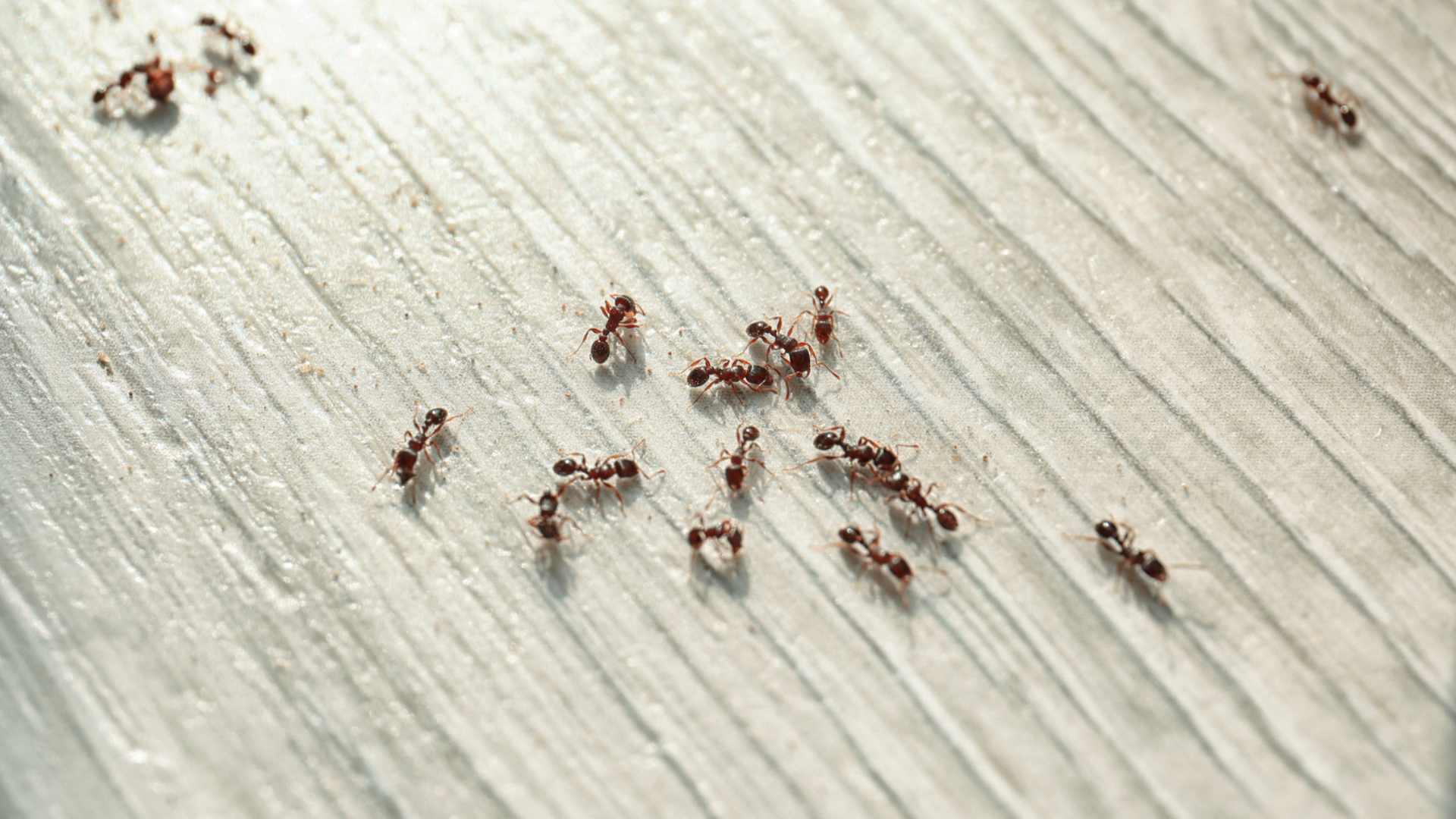 ant control oshawa